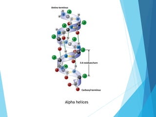 Alpha helices
 