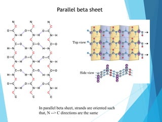 Parallel beta sheet
In parallel beta sheet, strands are oriented such
that, N --> C directions are the same
 