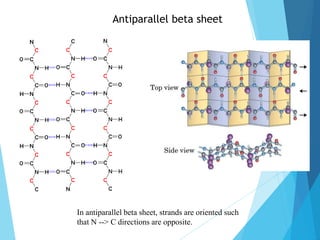 Antiparallel beta sheet
In antiparallel beta sheet, strands are oriented such
that N --> C directions are opposite.
 