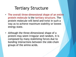 Tertiary Structure
• The overall three-dimensional shape of an entire
protein molecule is the tertiary structure. The
protein molecule will bend and twist in such a
way as to achieve maximum stability or lowest
energy state.
• Although the three-dimensional shape of a
protein may seem irregular and random, it is
composed by many stabilizing forces due to
bonding interactions between the side-chain
groups of the amino acids.
 