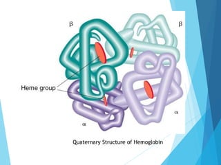 Quaternary Structure of Hemoglobin
 