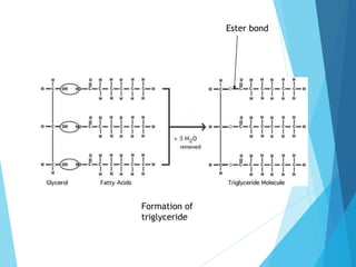 Ester bond
Formation of
triglyceride
 