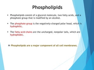  Phospholipids consist of a glycerol molecule, two fatty acids, and a
phosphate group that is modified by an alcohol.
 The phosphate group is the negatively-charged polar head, which is
hydrophilic.
 The fatty acid chains are the uncharged, nonpolar tails, which are
hydrophobic.
Phospholipids
 Phospholipids are a major component of all cell membranes.
 