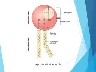 A phospholipid molecule
 