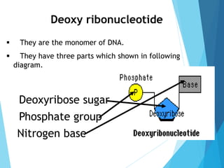  They are the monomer of DNA.
 They have three parts which shown in following
diagram.
Deoxyribose sugar
Phosphate group
Nitrogen base
Deoxy ribonucleotide
 