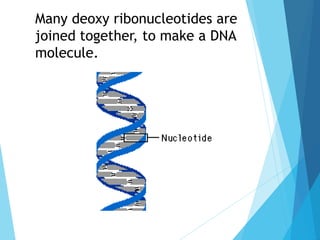 Many deoxy ribonucleotides are
joined together, to make a DNA
molecule.
 