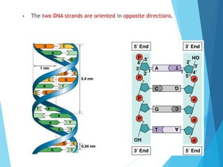 • The two DNA strands are oriented in opposite directions.
 