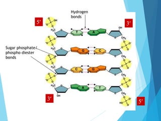 5
5
3
3
Hydrogen
bonds
Sugar phosphate/
phospho diester
bonds
 