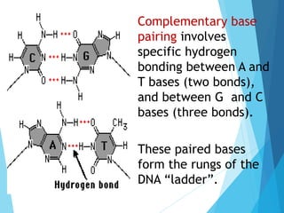 Complementary base
pairing involves
specific hydrogen
bonding between A and
T bases (two bonds),
and between G and C
bases (three bonds).
These paired bases
form the rungs of the
DNA “ladder”.
 