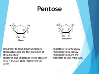 Pentose
Important to form Ribonucleotides.
Ribonucleotides are the monomer of
RNA molecule.
Ribose is also important in the creation
of ATP that all cells require to stay
alive.
Important to form Deoxy
ribonucleotides. Deoxy
ribonucleotides are the
monomer of DNA molecule.
 