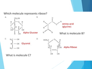 Alpha Glucose
Glycerol
Amino acid
(glycine)
Alpha Ribose
 