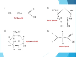 OH
HFatty acid
Beta Ribose
Alpha Glucose
Amino acid
 