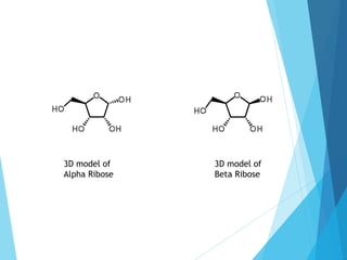 3D model of
Alpha Ribose
3D model of
Beta Ribose
 