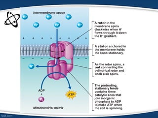Mitochondrial matrix
Intermembrane space
ADP
+
A stator anchored in
the membrane holds
the knob stationary.
As the rotor spins, a
rod connecting the
cylindrical rotor and
knob also spins.
The protruding,
stationary knob
contains three
catalytic sites that
join inorganic
phosphate to ADP
to make ATP when
the rod is spinning.
A rotor in the
membrane spins
clockwise when H+
flows through it down
the H+
gradient.
 