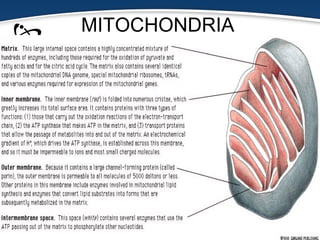 MITOCHONDRIA
 