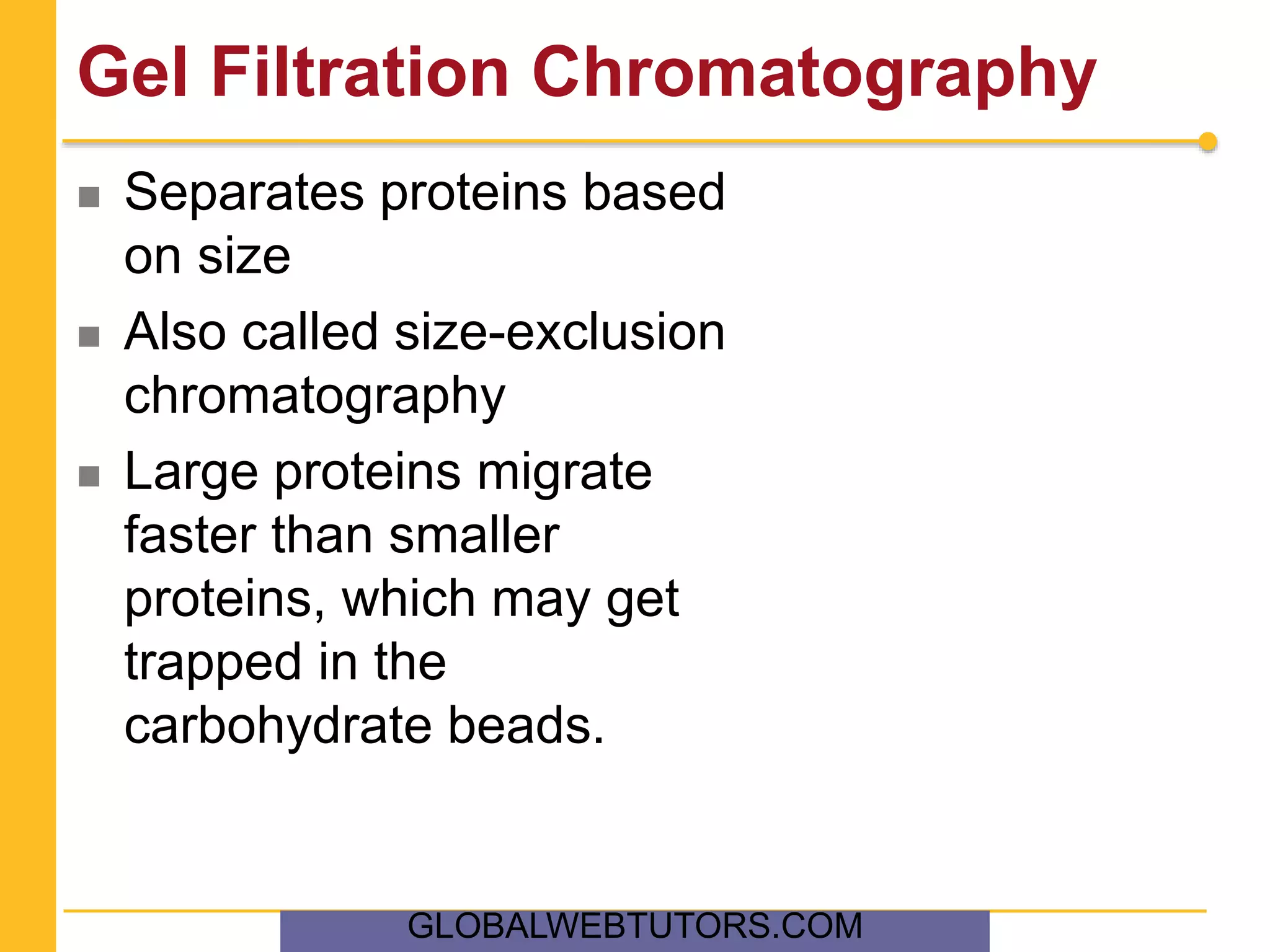 Gel Filtration Chromatography
 Separates proteins based
on size
 Also called size-exclusion
chromatography
 Large proteins migrate
faster than smaller
proteins, which may get
trapped in the
carbohydrate beads.
GLOBALWEBTUTORS.COM
 