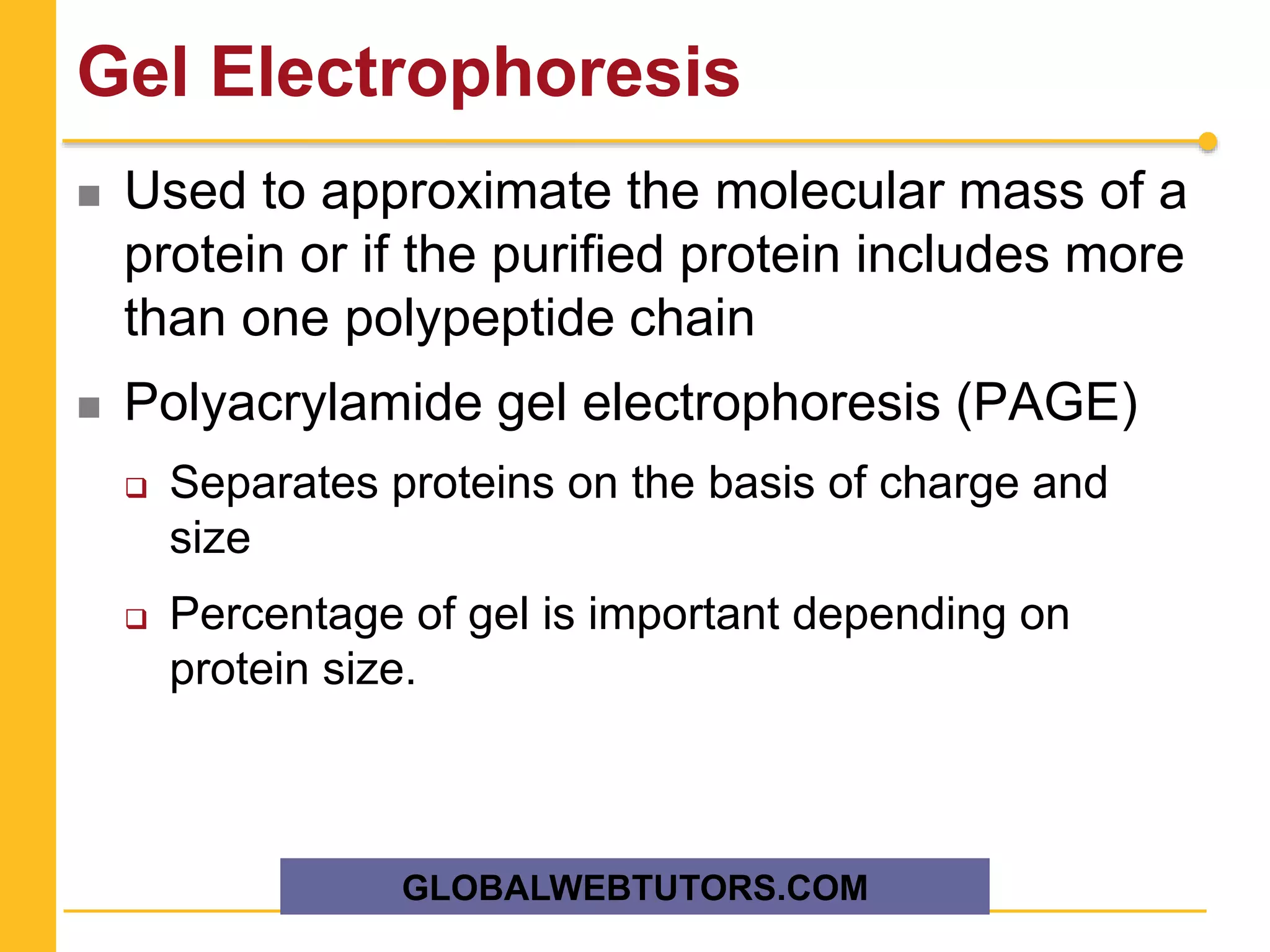 Gel Electrophoresis
 Used to approximate the molecular mass of a
protein or if the purified protein includes more
than one polypeptide chain
 Polyacrylamide gel electrophoresis (PAGE)
 Separates proteins on the basis of charge and
size
 Percentage of gel is important depending on
protein size.
GLOBALWEBTUTORS.COM
 