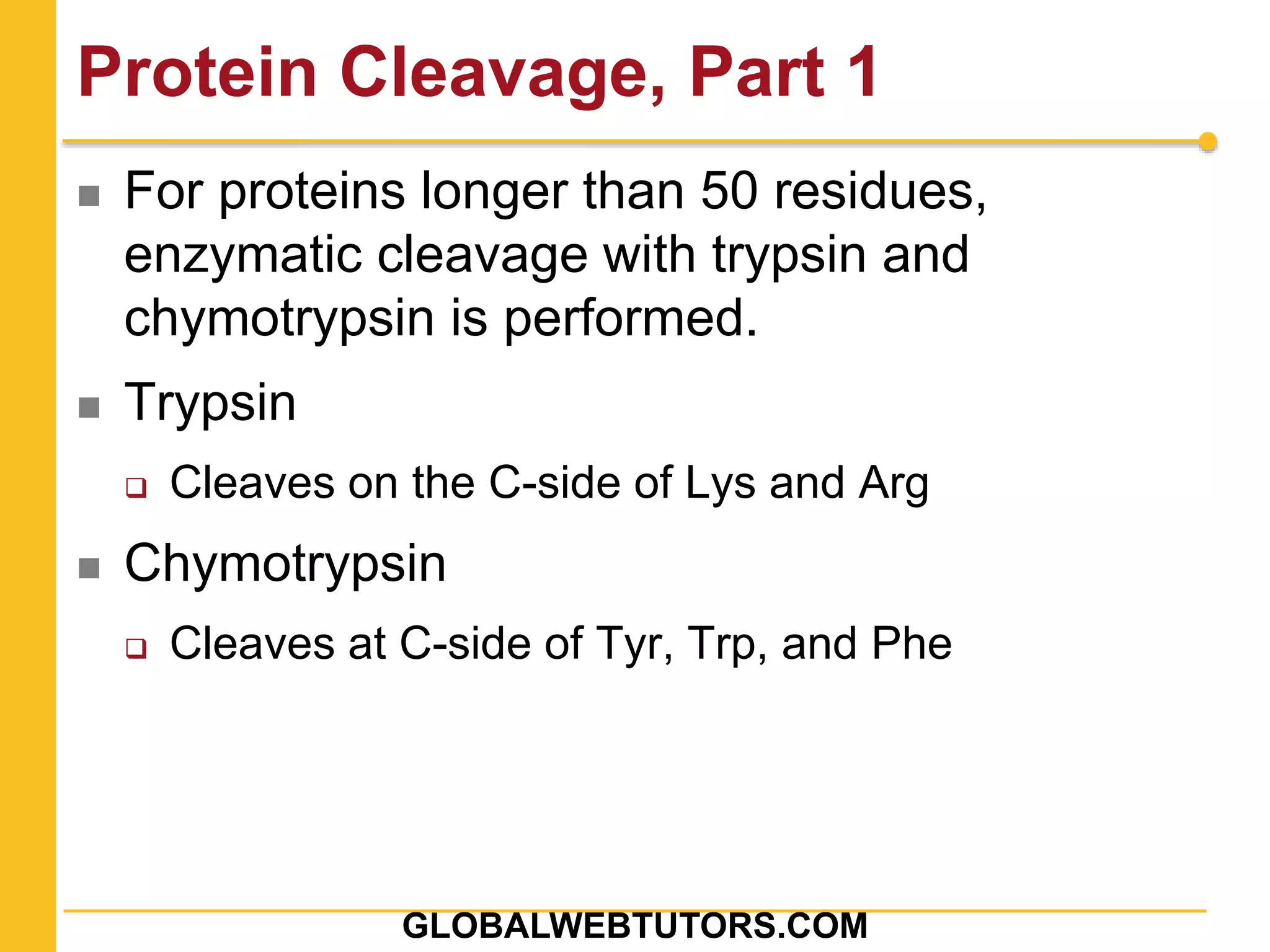 Protein Cleavage, Part 1
 For proteins longer than 50 residues,
enzymatic cleavage with trypsin and
chymotrypsin is performed.
 Trypsin
 Cleaves on the C-side of Lys and Arg
 Chymotrypsin
 Cleaves at C-side of Tyr, Trp, and Phe
GLOBALWEBTUTORS.COM
 