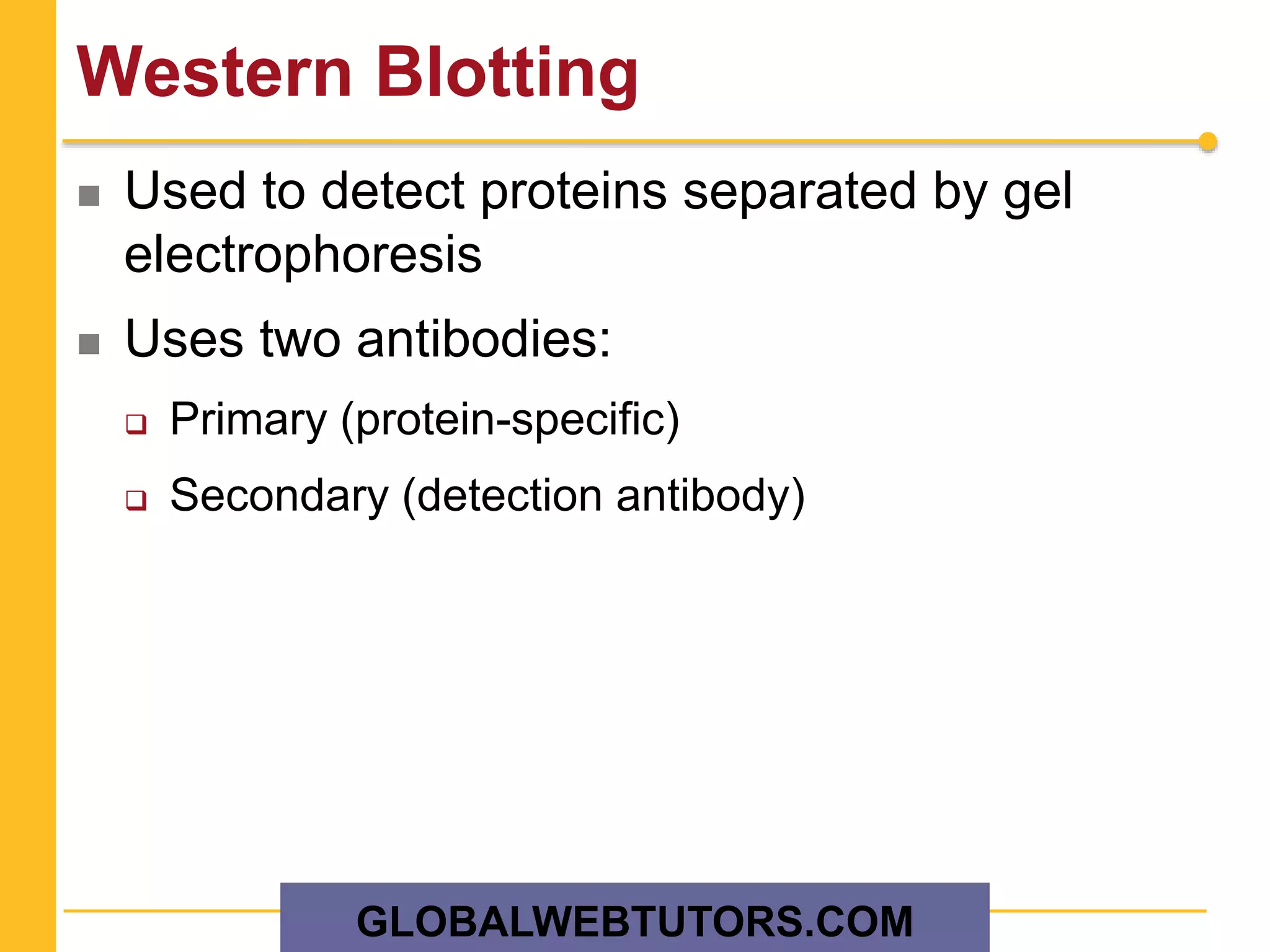 Western Blotting
 Used to detect proteins separated by gel
electrophoresis
 Uses two antibodies:
 Primary (protein-specific)
 Secondary (detection antibody)
GLOBALWEBTUTORS.COM
 