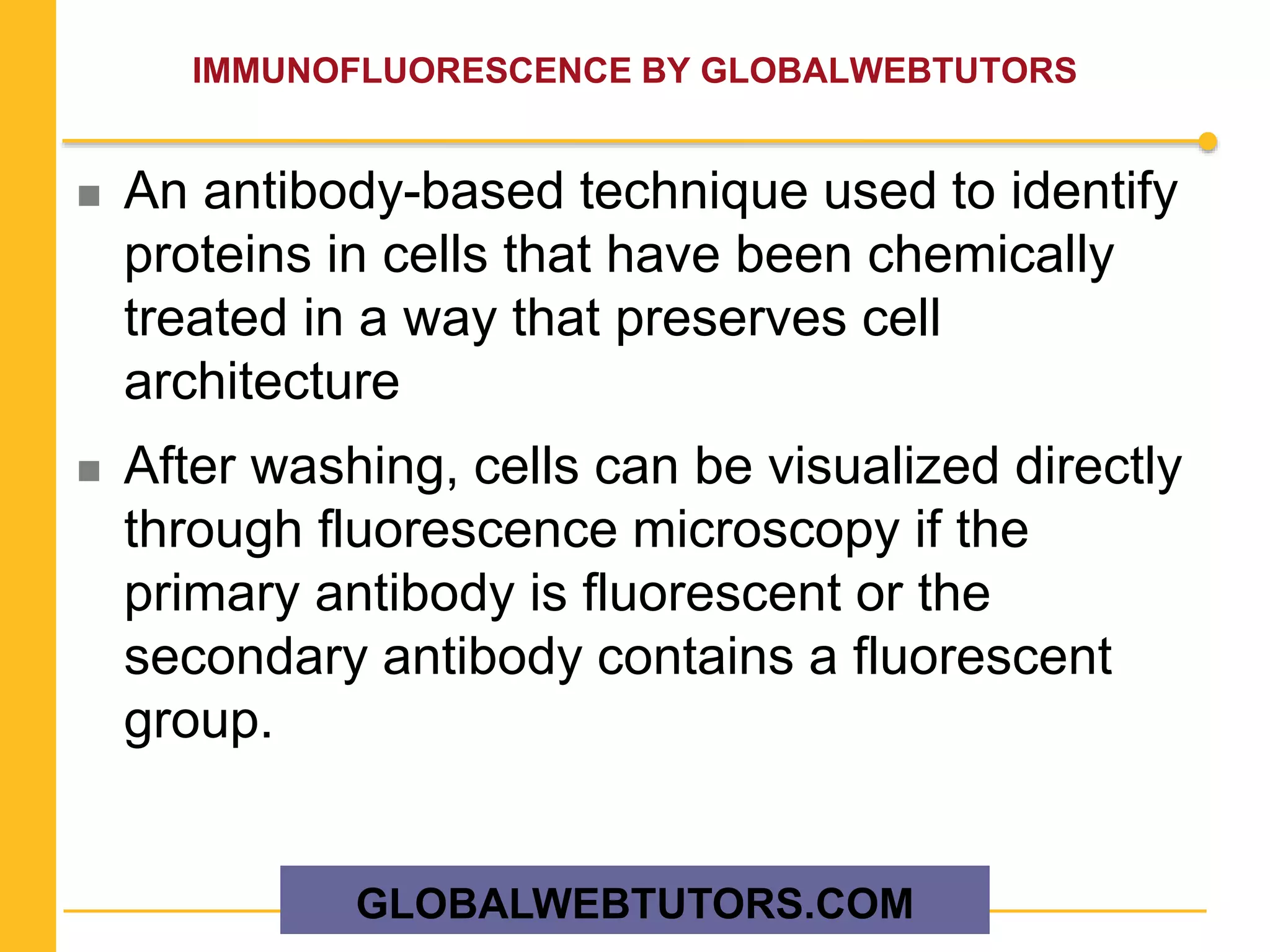 IMMUNOFLUORESCENCE BY GLOBALWEBTUTORS
 An antibody-based technique used to identify
proteins in cells that have been chemically
treated in a way that preserves cell
architecture
 After washing, cells can be visualized directly
through fluorescence microscopy if the
primary antibody is fluorescent or the
secondary antibody contains a fluorescent
group.
GLOBALWEBTUTORS.COM
 