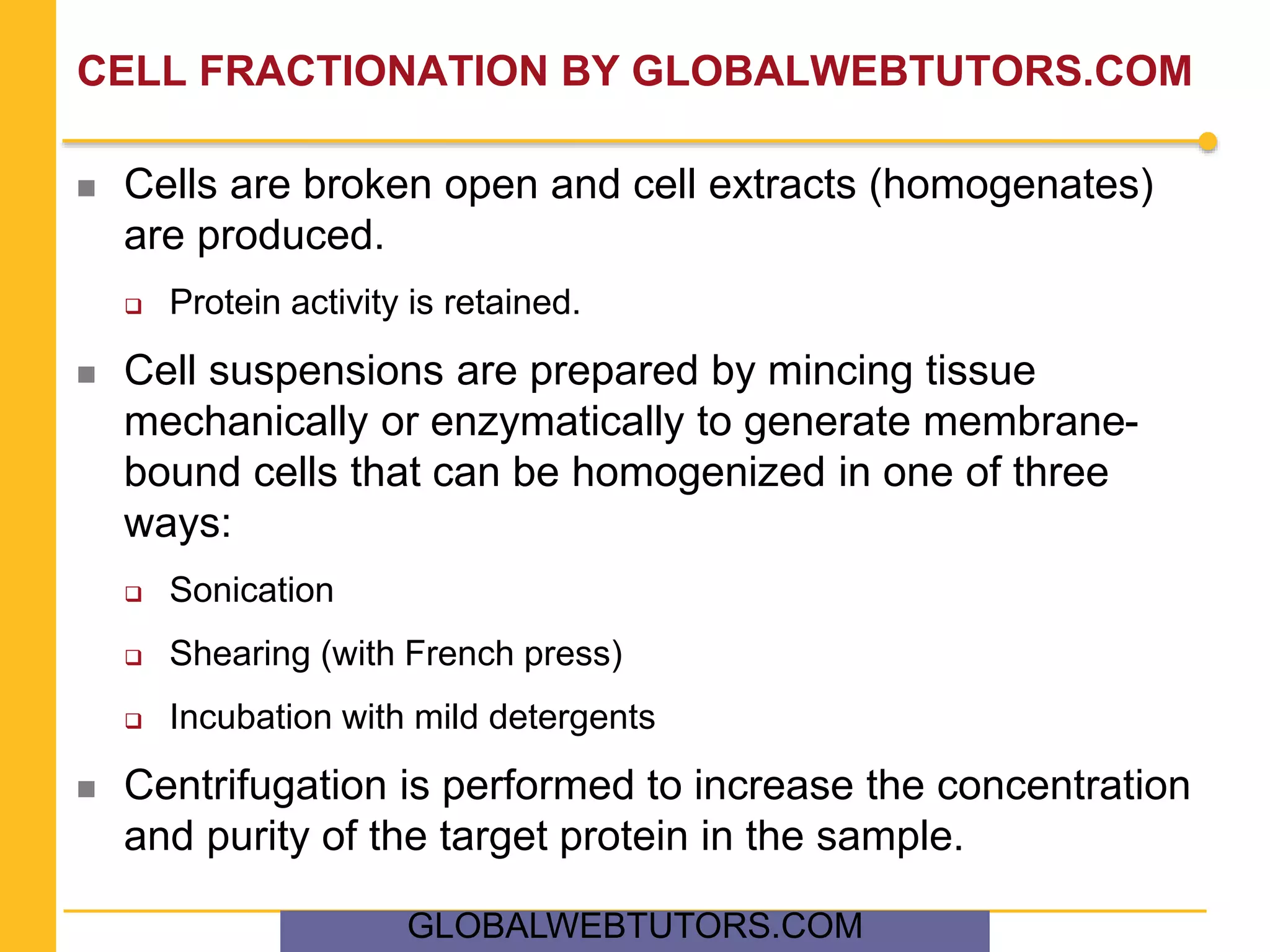 CELL FRACTIONATION BY GLOBALWEBTUTORS.COM
 Cells are broken open and cell extracts (homogenates)
are produced.
 Protein activity is retained.
 Cell suspensions are prepared by mincing tissue
mechanically or enzymatically to generate membrane-
bound cells that can be homogenized in one of three
ways:
 Sonication
 Shearing (with French press)
 Incubation with mild detergents
 Centrifugation is performed to increase the concentration
and purity of the target protein in the sample.
GLOBALWEBTUTORS.COM
 
