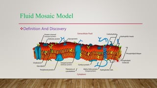 Fluid Mosaic Model
Definition And Discovery