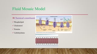 Fluid Mosaic Model
Chemical constituent
 Phospholipid
 Cholesterol
 Proteins
 Carbohydrates
 