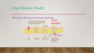 Fluid Mosaic Model
Transport Mechanism Through Membrane
 