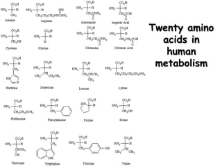 Twenty amino
acids in
human
metabolism
 