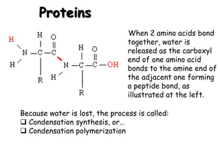Proteins
When 2 amino acids bond
together, water is
released as the carboxyl
end of one amino acid
bonds to the amine end of
the adjacent one forming
a peptide bond, as
illustrated at the left.
Because water is lost, the process is called:
 Condensation synthesis, or…
 Condensation polymerization
 