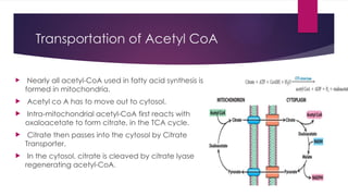 Biosynthesis of fatty acids and beta oxidation | PPTX