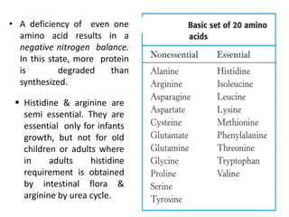 • A deficiency of even one
amino acid results in a
negative nitrogen balance.
In this state, more protein
is degraded than
synthesized.
 Histidine & arginine are
semi essential. They are
essential only for infants
growth, but not for old
children or adults where
in adults histidine
requirement is obtained
by intestinal flora &
arginine by urea cycle.
 