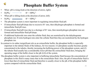 Phosphate Buffer System
• When pH is rising (look at the direction of arrow, right):
• H2PO4
– H+ + HPO4
2–
• When pH is falling (look at the direction of arrow, left):
• H2PO4
– H+ + HPO4
2–
• The phosphate system is most important in regulating intracellular fluid pH.
• If intracellular fluid pH drops due to excessive H+ ions, then dihydrogen phosphate is formed and
intracellular fluid pH rises.
• If intracellular fluid pH rises due to a shortage of H+ ions, then monohydrogen phosphate ions are
formed and intracellular fluid pH drops.
• If additional hydroxide ions enter the cellular fluid, they are neutralized by the dehydrogenate
phosphate ion. If extra hydrogen ions enter the cellular fluid then they are neutralized by the hydrogen
phosphate ion.
In contrast to its rather insignificant role as an extracellular buffer, the phosphate buffer is especially
important in the tubular fluids of the kidneys, for two reasons: (1) phosphate usually becomes greatly
concentrated in the tubules, thereby increasing the buffering power of the phosphate system, and (2)
the tubular fluid usually has a considerably lower pH than the extracellular fluid does, bringing the
operating range of the buffer closer to the pK (6.8) of the system.
The phosphate buffer system is also important in buffering intracellular fluid because the concentration of
phosphate in this fluid is many times that in the extracellular fluid. Also, the pH of intracellular fluid is
lower than that of extracellular fluid and therefore is usually closer to the pK of the phosphate buffer
system compared with the extracellular fluid.
20
 
