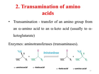 2. Transamination of amino
acids
• Transamination - transfer of an amino group from
an -amino acid to an -keto acid (usually to -
ketoglutarate)
Enzymes: aminotransferases (transaminases).
 -aminoacid  -ketoacid
 -ketoacid -amino acid
13
 