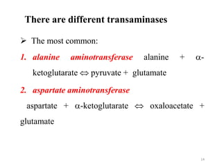 There are different transaminases
 The most common:
1. alanine aminotransferase alanine + -
ketoglutarate  pyruvate + glutamate
2. aspartate aminotransferase
aspartate + -ketoglutarate  oxaloacetate +
glutamate
14
 