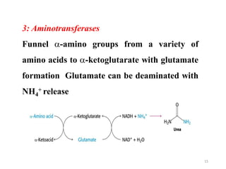 3: Aminotransferases
Funnel -amino groups from a variety of
amino acids to -ketoglutarate with glutamate
formation Glutamate can be deaminated with
NH4
+ release
15
 