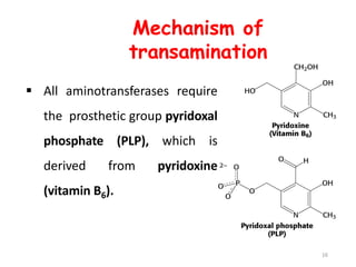 Mechanism of
transamination
 All aminotransferases require
the prosthetic group pyridoxal
phosphate (PLP), which is
derived from pyridoxine
(vitamin B6).
16
 