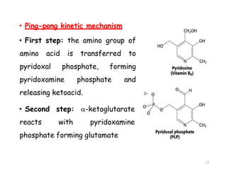 • Ping-pong kinetic mechanism
• First step: the amino group of
amino acid is transferred to
pyridoxal phosphate, forming
pyridoxamine phosphate and
releasing ketoacid.
• Second step: -ketoglutarate
reacts with pyridoxamine
phosphate forming glutamate
17
 