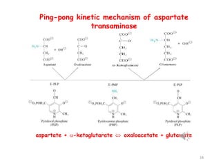 Ping-pong kinetic mechanism of aspartate
transaminase
aspartate + -ketoglutarate  oxaloacetate + glutamate
18
 