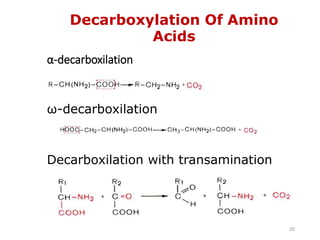 α-decarboxilation
ω-decarboxilation
Decarboxilation with transamination
Decarboxylation Of Amino
Acids
20
 