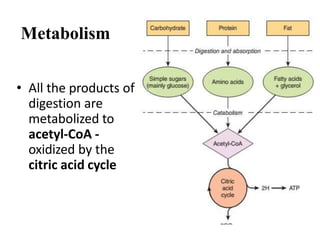 Metabolism
• All the products of
digestion are
metabolized to
acetyl-CoA -
oxidized by the
citric acid cycle
 