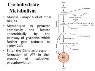 Carbohydrate
Metabolism
• Glucose - major fuel of most
tissues
• Metabolized to pyruvate
aerobically and lactate
anaerobically by the
pathway of glycolysis which
further gets reduced to
acetyl-CoA
• Enter the Citric acid cycle -
formation of ATP in the
process of oxidative
phosphorylation
 