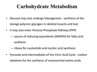 Carbohydrate Metabolism
• Glucose may also undergo Glycogenesis - synthesis of the
storage polymer glycogen in skeletal muscle and liver
• It may also enter Pentose Phosphate Pathway (PPP)
– source of reducing equivalents (NADPH) for fatty acid
synthesis
– ribose for nucleotide and nucleic acid synthesis
• Pyruvate and intermediates of the Citric Acid Cycle - carbon
skeletons for the synthesis of nonessential amino acids
 