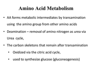 Amino Acid Metabolism
• AA forms metabolic intermediates by transamination
using the amino group from other amino acids
• Deamination – removal of amino nitrogen as urea via
Urea cycle,
• The carbon skeletons that remain after transamination
• Oxidized via the citric acid cycle,
• used to synthesize glucose (gluconeogenesis)
 