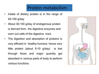 • Intake of dietary protein is in the range of
50-100 g/day
• About 30-100 g/day of endogenous protein
is derived form the digestive enzymes and
worn out cells of the digestive tract.
• The digestion and absorption of proteins is
very efficient in healthy humans, hence very
little protein (about 5-10 g/day) is lost
through feces and major quantity get
absorbed in various parts of body to perform
various functions.
Protein metabolism
 