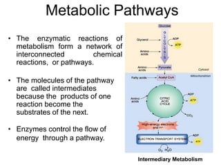 Metabolic Pathways
• The enzymatic reactions of
metabolism form a network of
interconnected chemical
reactions, or pathways.
• The molecules of the pathway
are called intermediates
because the products of one
reaction become the
substrates of the next.
• Enzymes control the flow of
energy through a pathway.
Intermediary Metabolism
 