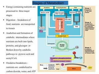 Stages of Metabolism
Figure 24.3
 Energy-containing nutrients are
processed in three major
stages:
 Digestion – breakdown of
food; nutrients are transported
to tissues
 Anabolism and formation of
catabolic intermediates where
nutrients are built into lipids,
proteins, and glycogen or
Broken down by catabolic
pathways to pyruvic acid and
acetyl CoA.
 Oxidative breakdown –
nutrients are catabolized to
carbon dioxide, water, and ATP
 