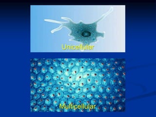 Multicellular
Unicellular
 
