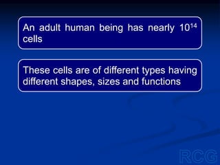 An adult human being has nearly 1014
cells
These cells are of different types having
different shapes, sizes and functions
 