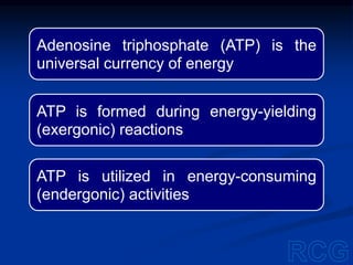 Adenosine triphosphate (ATP) is the
universal currency of energy
ATP is formed during energy-yielding
(exergonic) reactions
ATP is utilized in energy-consuming
(endergonic) activities
 